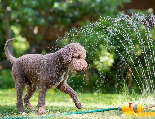 5 Ways to Protect Your Pet from Heatstroke