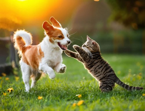 Exploring Outdoor Activities with Your Pet