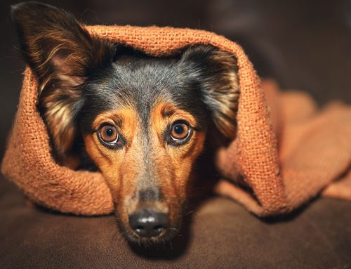 Does Your Dog Have Canine Anxiety?