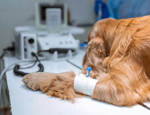 3 Ways Your Pet Is Kept Safe Under Anesthesia
