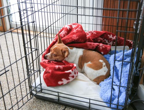 Lower Your Pet’s Stress by Giving Them a Recovery Space